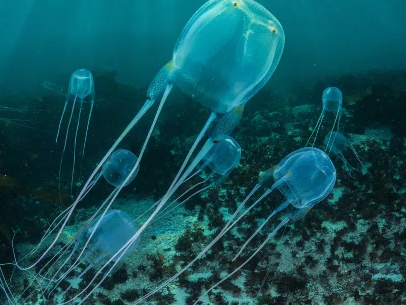 box- jellyfish australie, animaux les plus dangereux en Australie 