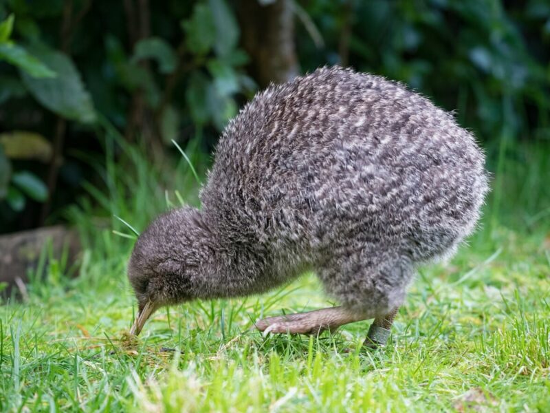 kiwi Nouvelle Zelande