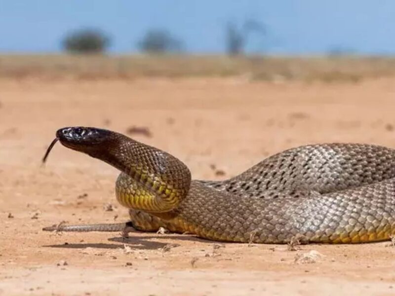 Le serpent Taïpan en Australie, animaux les plus dangereux en Australie
