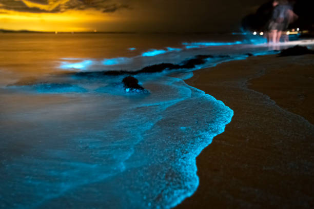 La bioluminescence en Australie :