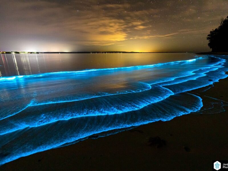 La bioluminescence en Australie un phénomène unique au monde