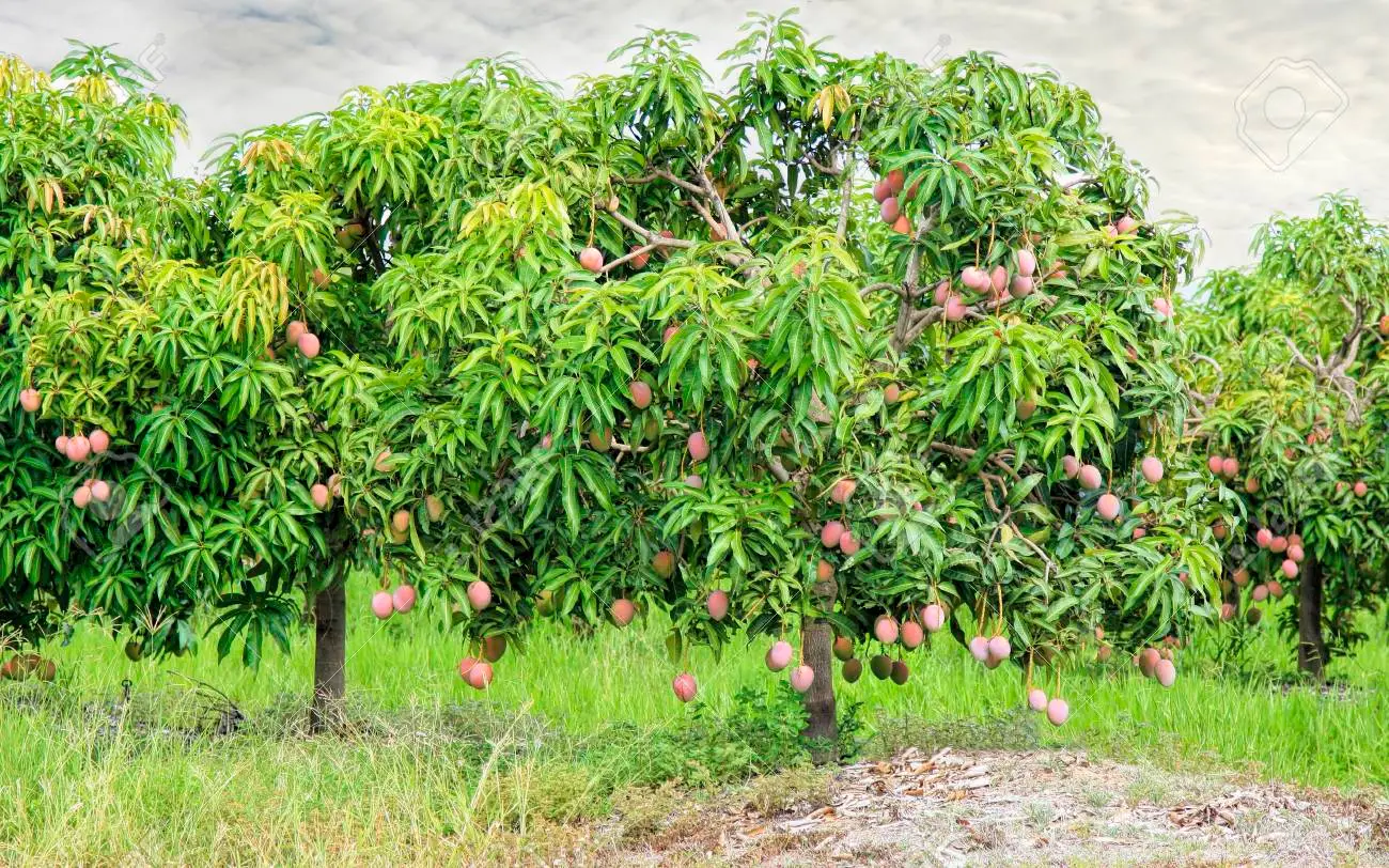 ferme de mangue en Australie