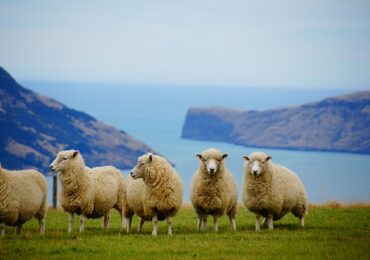 PVT Nouvelle Zélande