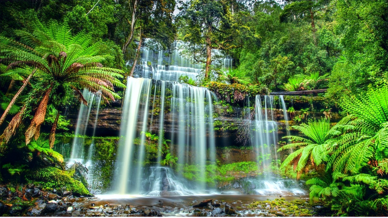 Les splendides Russell Falls du Mount Field National Park en Tasmanie