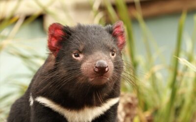 Où voir le diable de Tasmanie ?