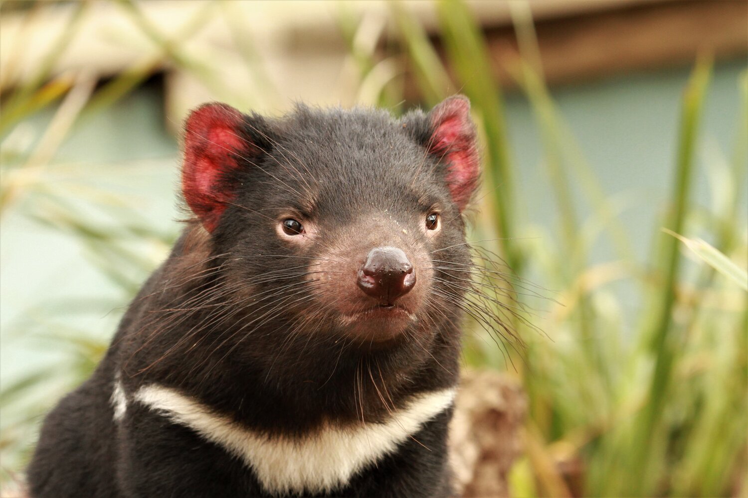 Diable de Tasmanie au Bonorong Wildlife Sanctuary