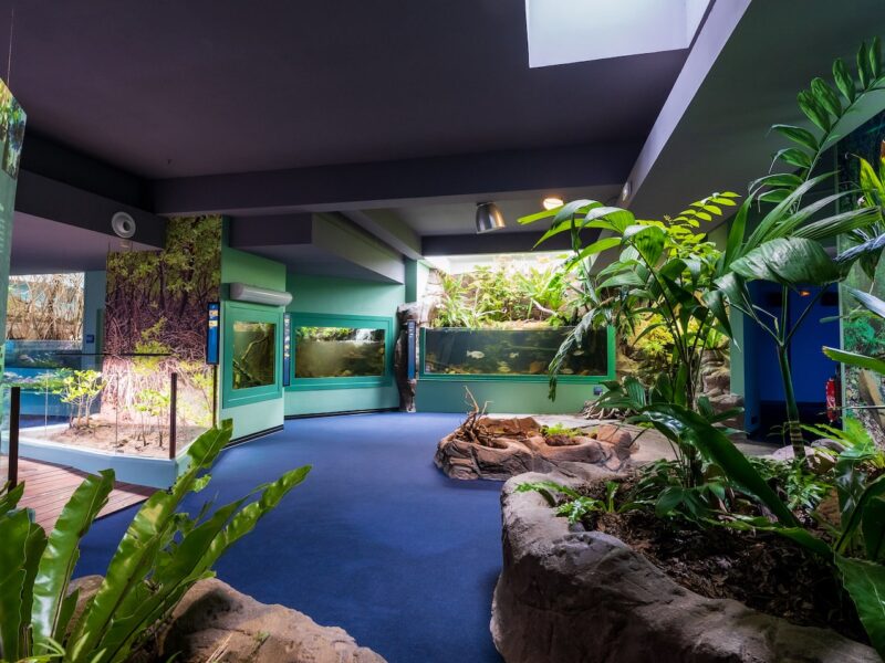 Photo de l'intérieur de l'aquarium des Lagons de Nouvelle-Calédonie. On y voit des plantes et des poissons.