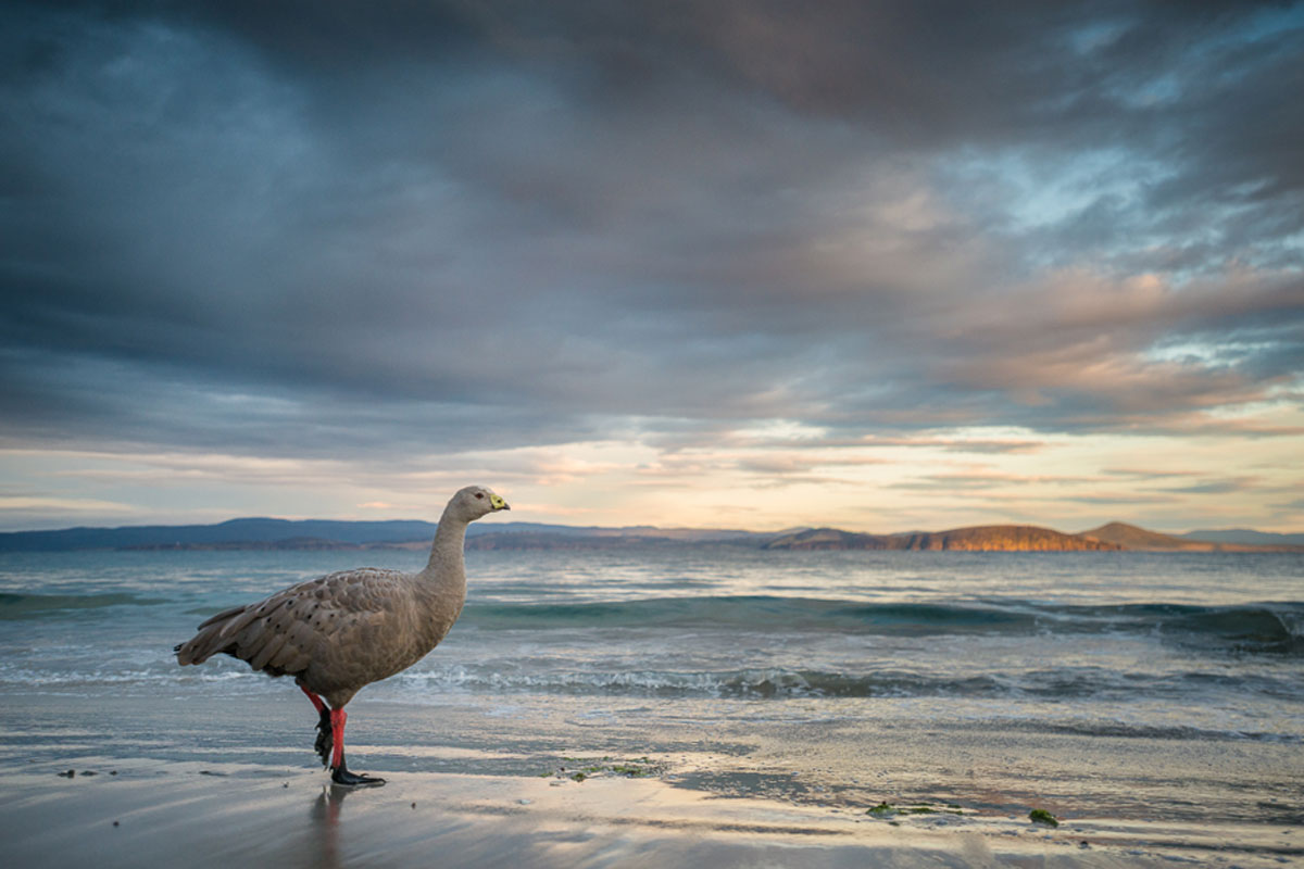 Oie de Barren aperçue sur une plage de Maria Island en Tasmanie lors d'une randonnée