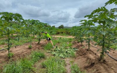 Travailler en ferme de papayes en Australie : Témoignage Julien