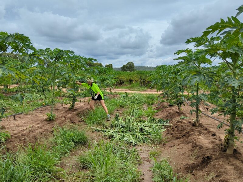 élagage d'arbres en ferme de papayes en Australie