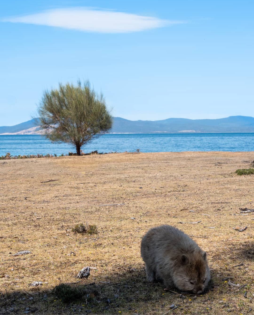 Vue depuis Maria Island Guided Walk, Le guide complet pour voyager en Tasmanie