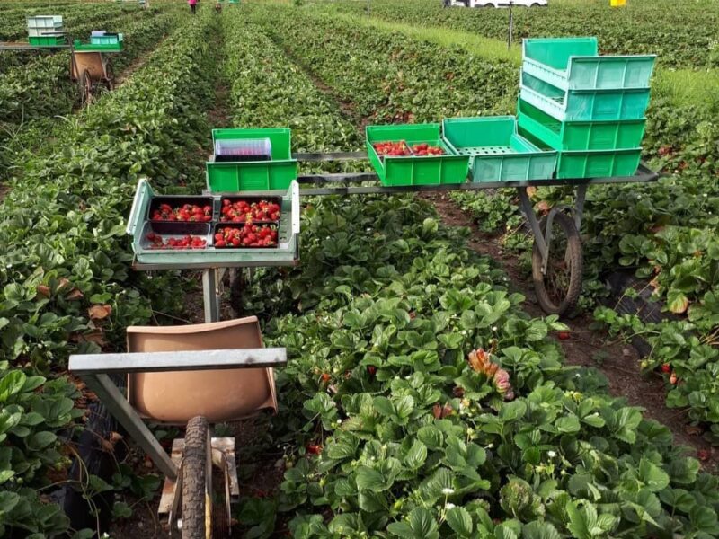 Picking de fraises