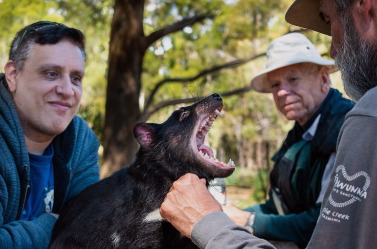 Découverte du diable lors d'une visite guidée au Trowunna Wildlife Park en Tasmanie.
diable de Tasmanie  
