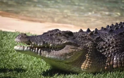 Le crocodile marin en Australie