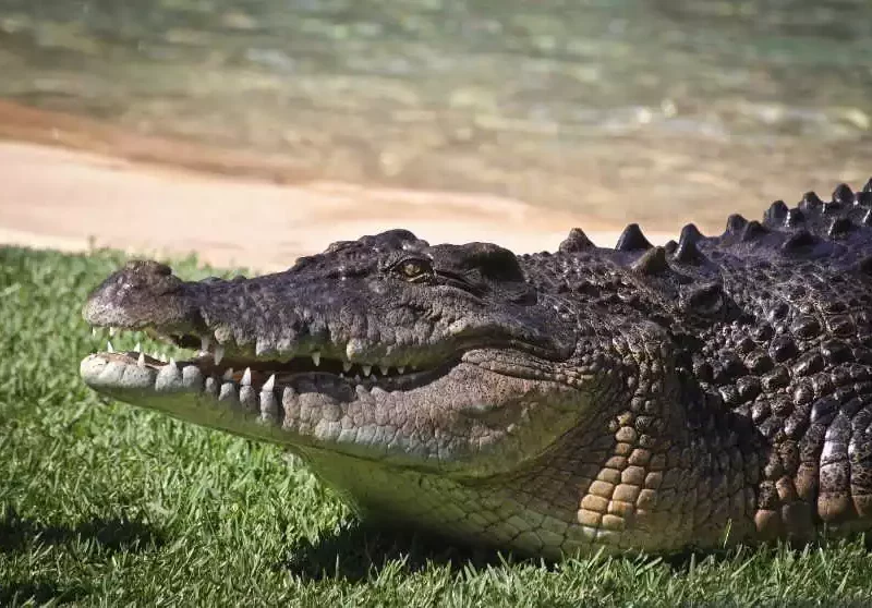 crocodile marin en Australie