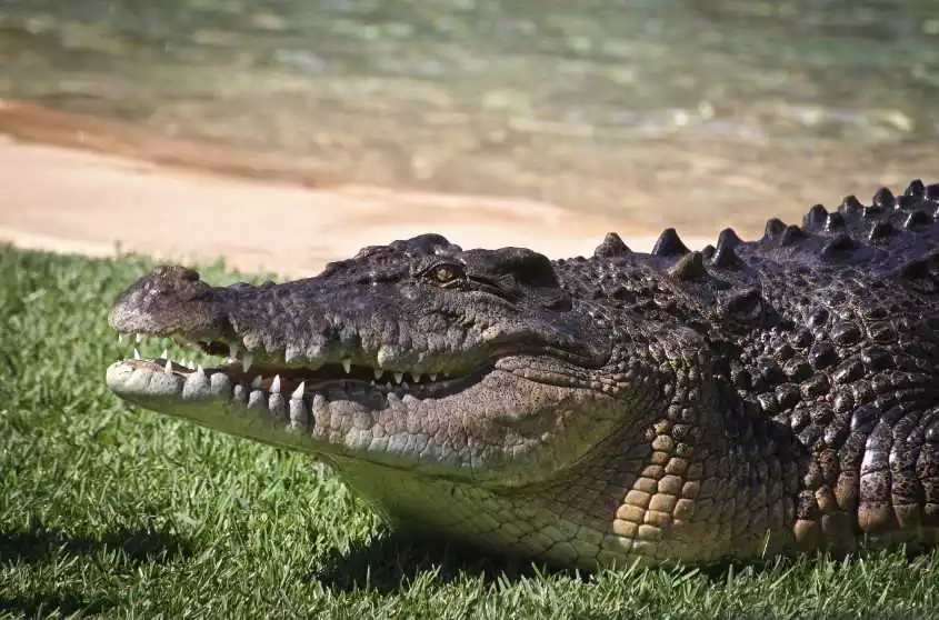 Le crocodile marin en Australie