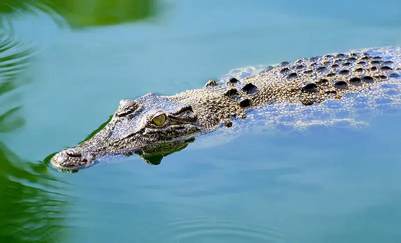 crocodile marin australie