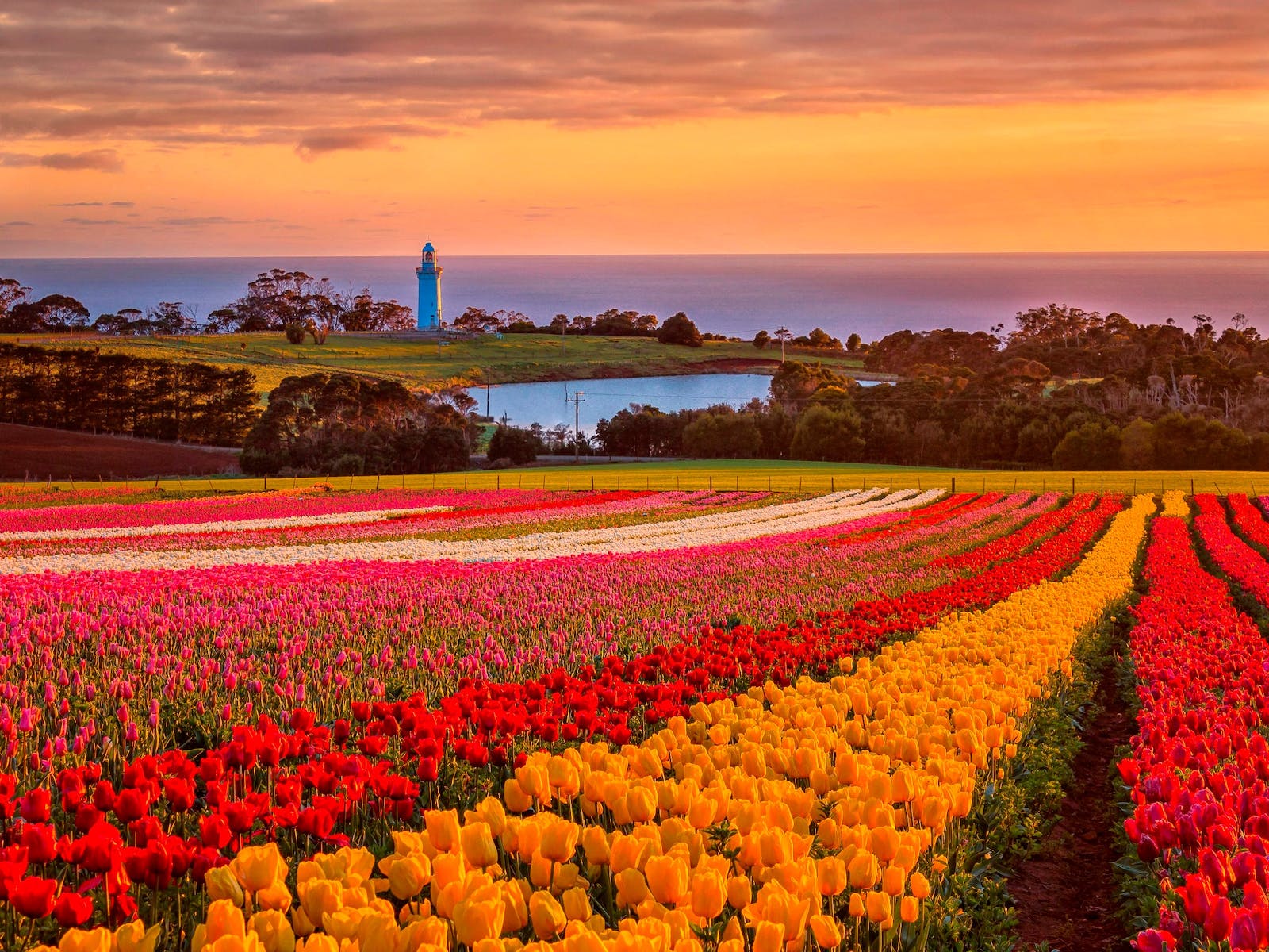 Coucher de soleil sur les champs de tulipes resplendissants de Table Cap en Tasmanie