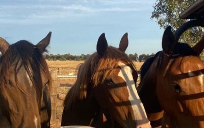 Travailler dans un élevage de chevaux de courses en Australie