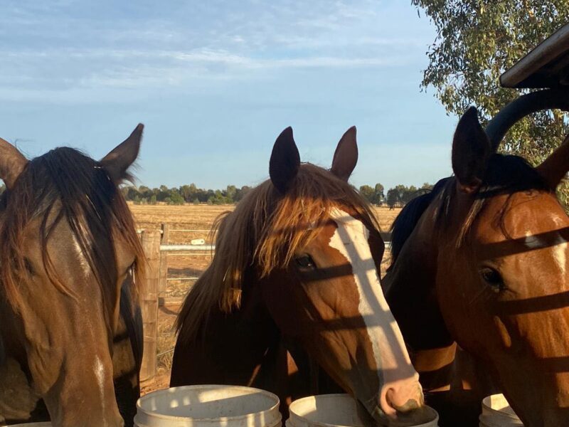 Elevage de chevaux de course en australie
