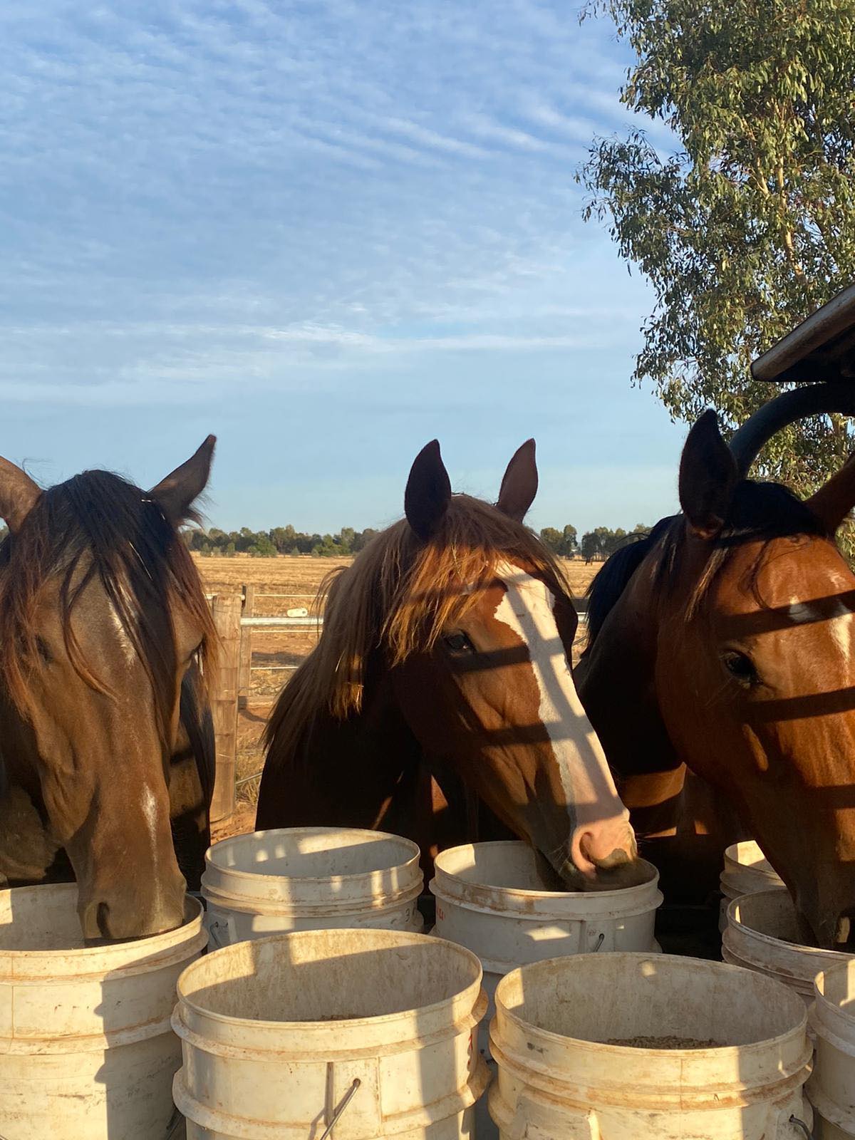 Elevage de chevaux de course en Australie 