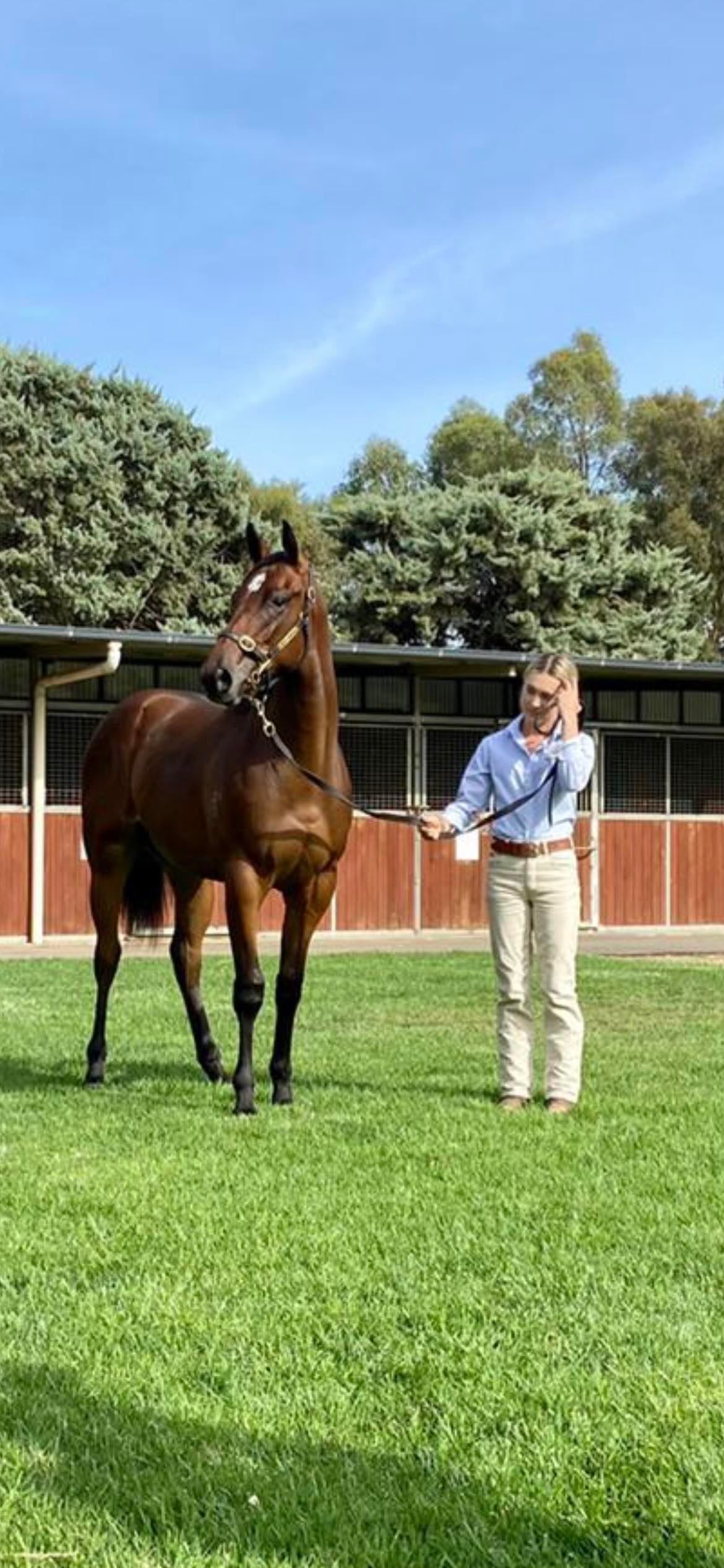 Elevage de chevaux de course en Australie 