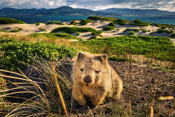 Wombat sauvage à Maria Island en Tasmanie