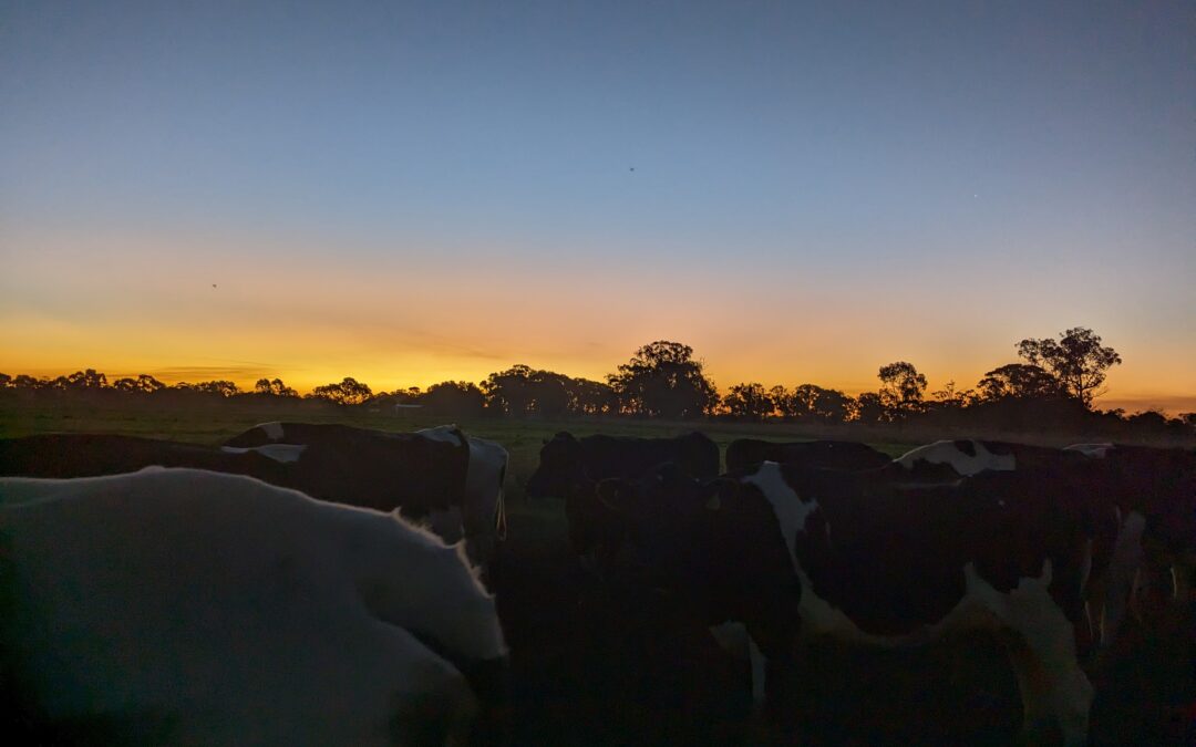 Travailler en dairy farm en Australie