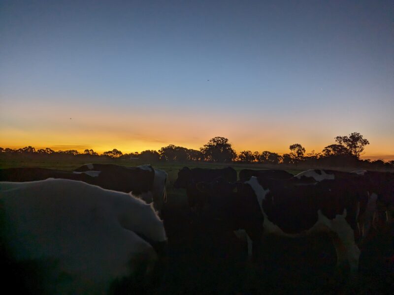ferme laitière en Australie 