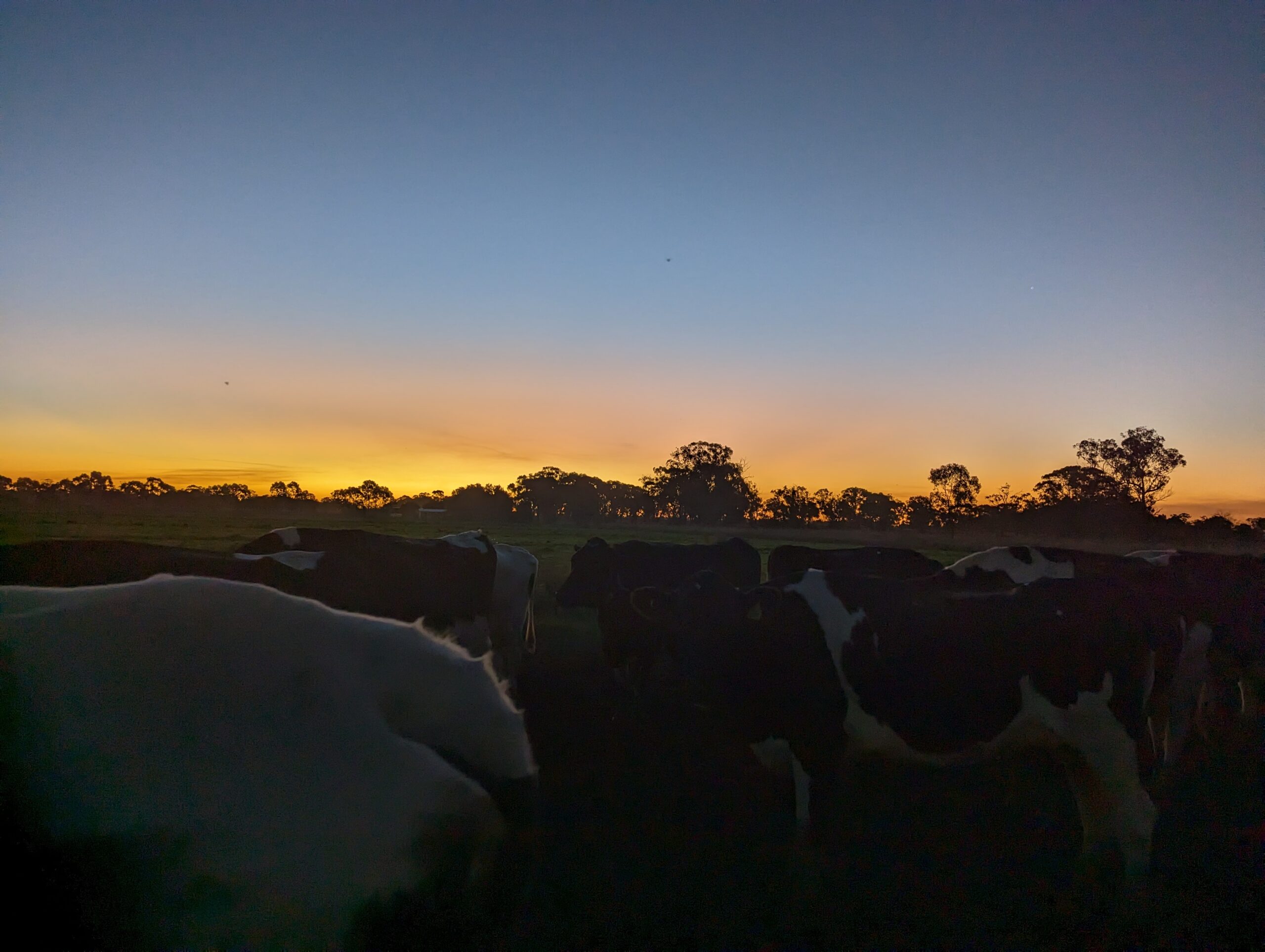Travailler en dairy farm en Australie