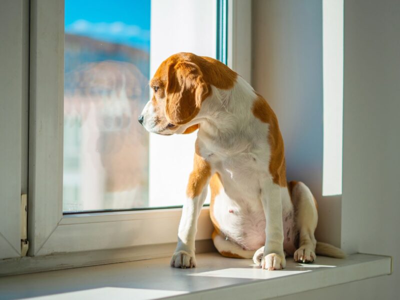 Placer son chien en quarantaine en Australie, une étape compliqué pour l'homme et le chien