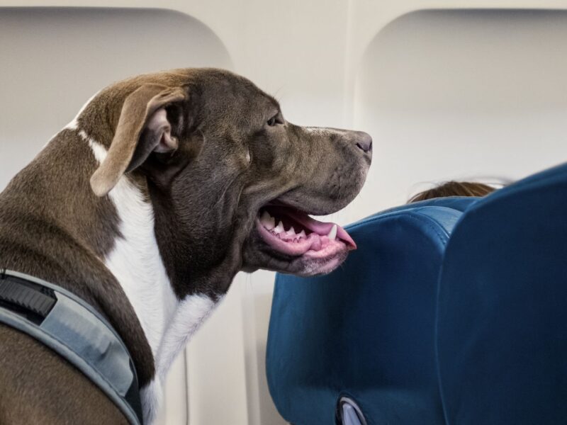 faire voyager son chien en avion en Australie