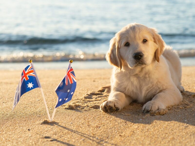 Imagine ton chien sur les plages australiennes.