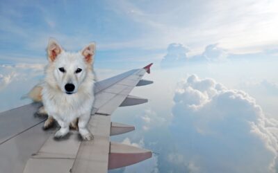 Voyager avec un chien en Australie