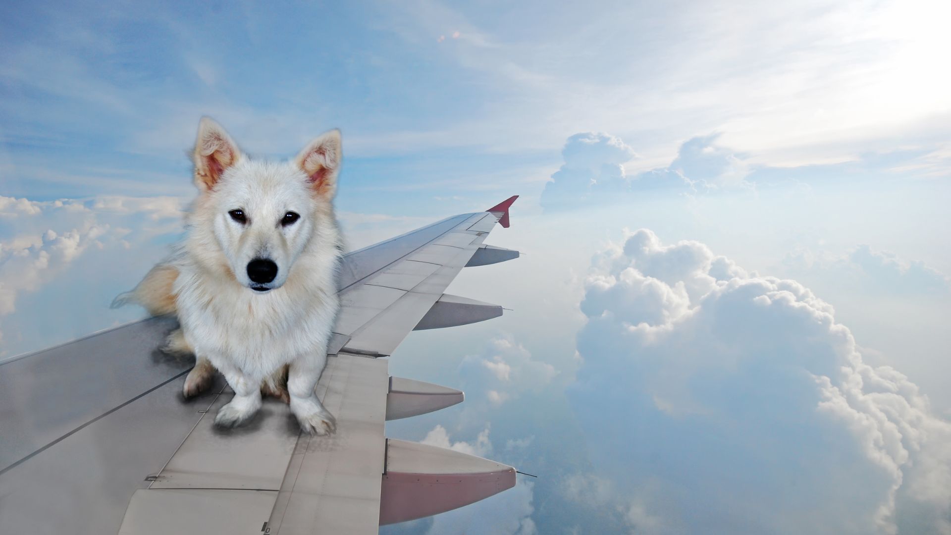 Voyager avec un chien en Australie