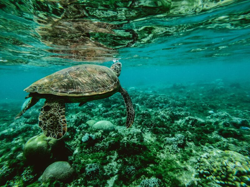 Tortue Caouanne nageant dans la Grande Barrière de Corail