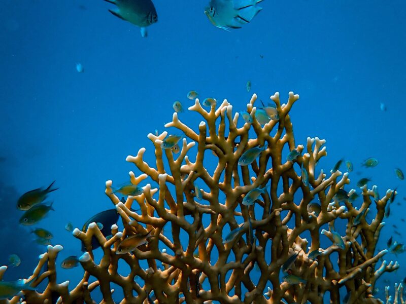 Corail caractéristiques de la Grande Barrière de Corail