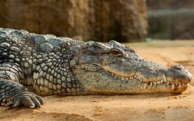 5 lieux pour visiter une ferme aux crocodiles