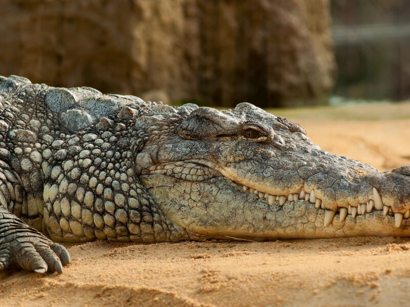 crocodile marin élevé dans une ferme en Australie
