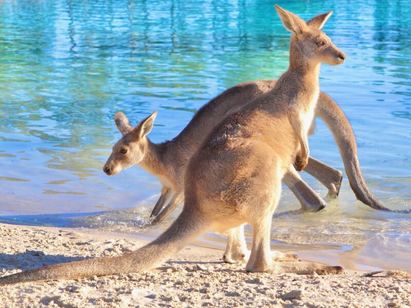 kangourous en Australie sur les plages