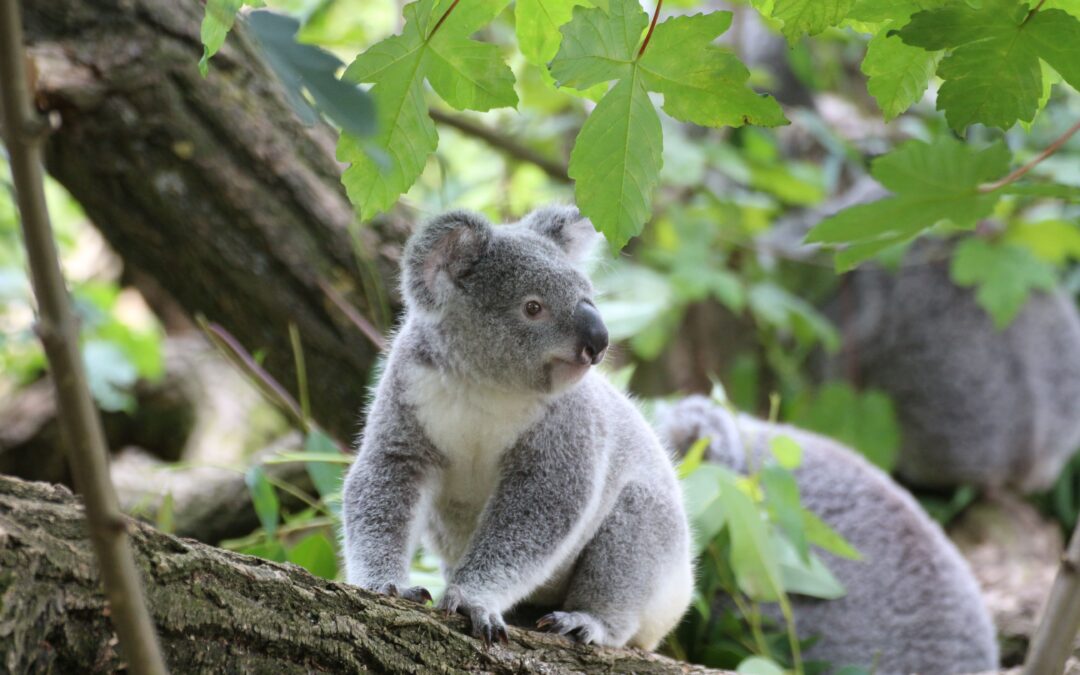 10 endroits pour voir des koalas en Australie !
