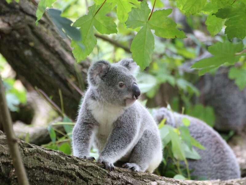 koalas dans leur milieu naturel