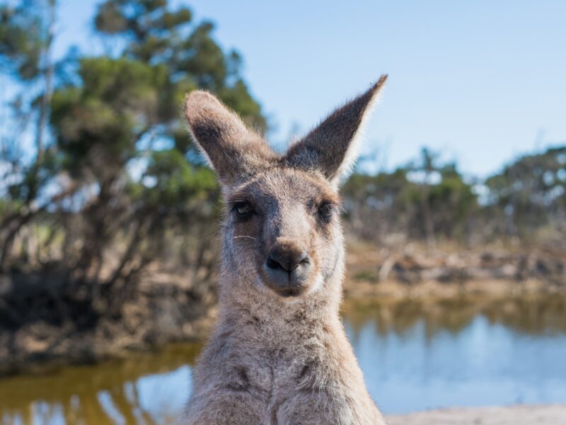 le kangourou, animal emblématique de l'Australie