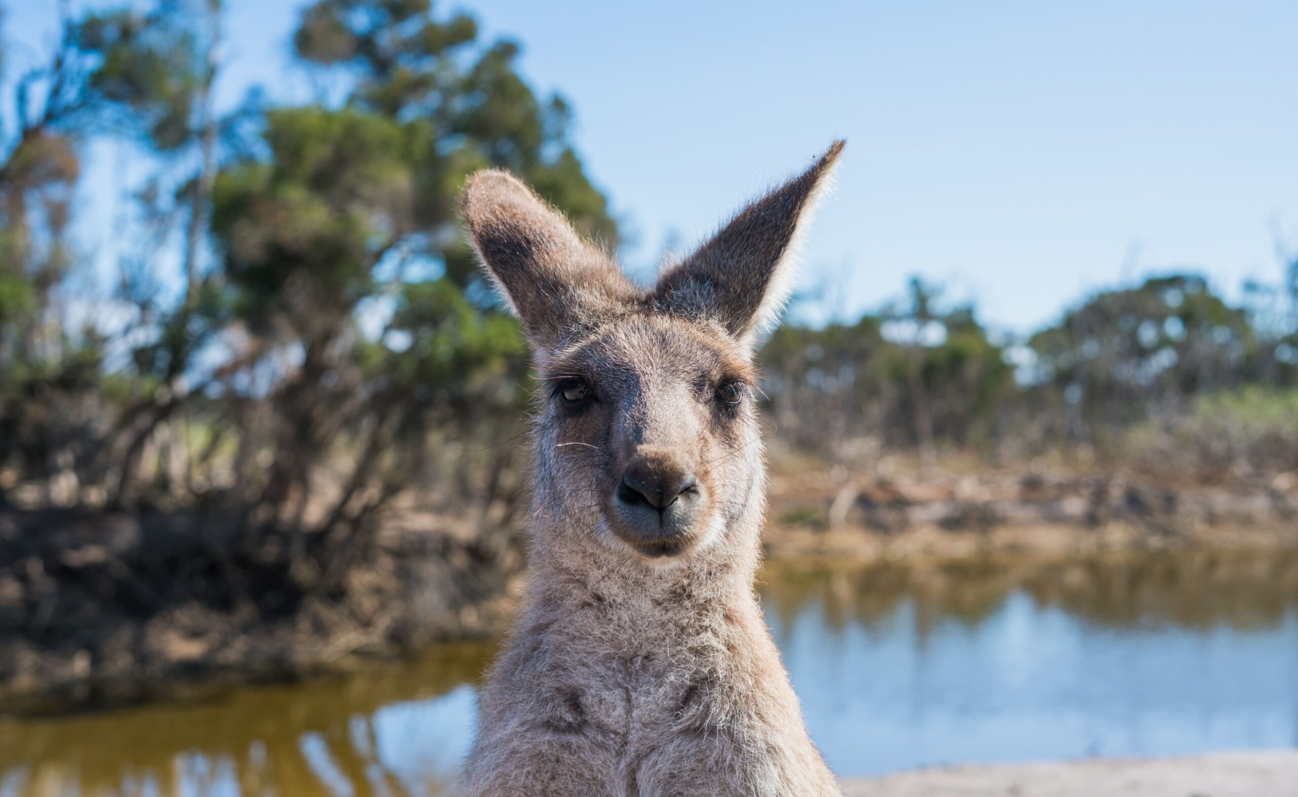 les kangourous en Australie : un animal emblématique
