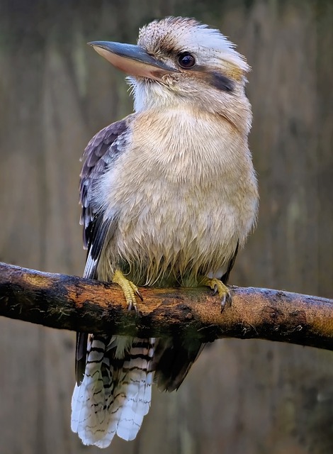 Les oiseaux en Australie 