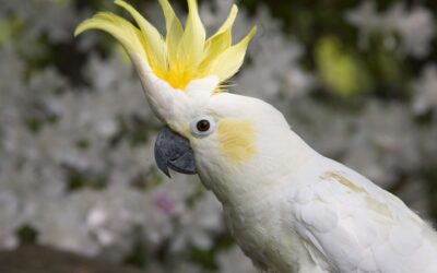 Différences culturelles Européens/Australiens