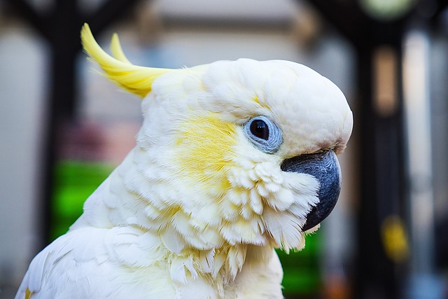 Les oiseaux en Australie 