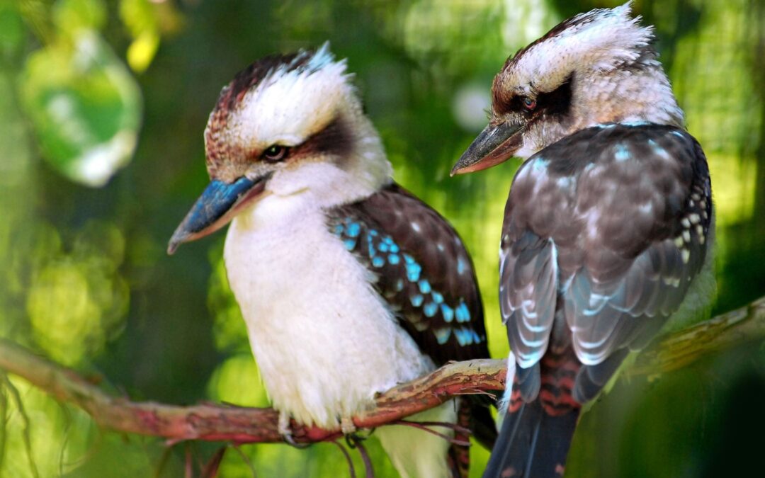 Les oiseaux en Australie