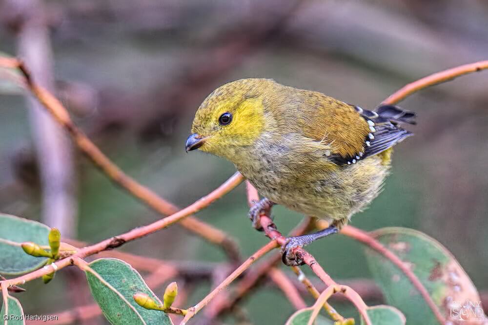 Le parlote à Bruny Island en Tasmanie