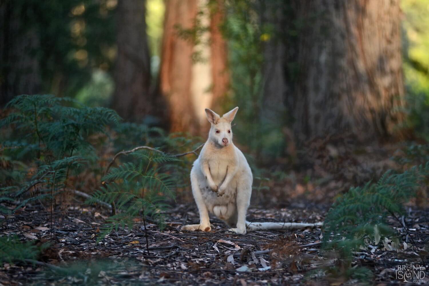 Wallaby blanc de Bruny Island en Tasmanie